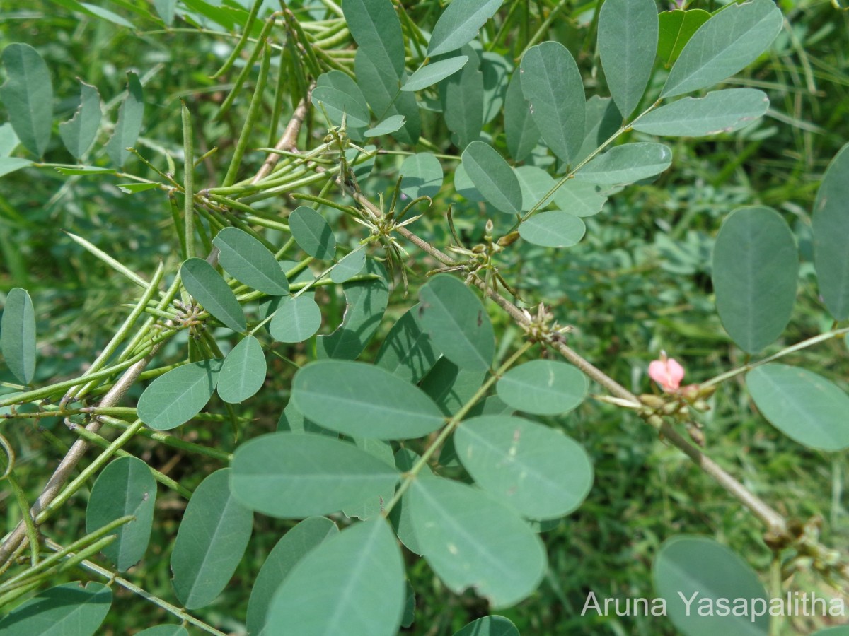 Indigofera tinctoria L.